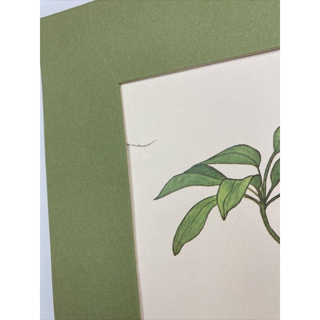Late 20th Century VTG Schefflera Umbrella Tree Art Print by Sandra - 18" Matted Litho For Sale - Image 5 of 9