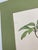 Late 20th Century VTG Schefflera Umbrella Tree Art Print by Sandra - 18" Matted Litho For Sale - Image 5 of 9