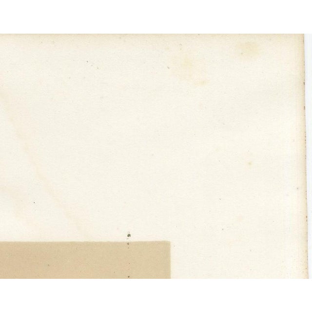 Gold V. Rose, Alfort Veterinary School, 1873, Paper For Sale - Image 8 of 12