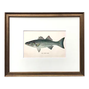 Original Antique Chromolithograph Stripped Bass Fish Print by Tarleton Bean Circa 1890