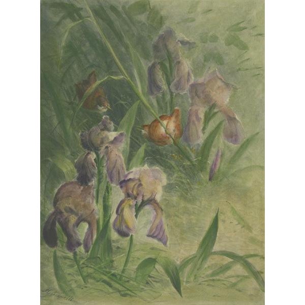 Late 19th Century Giacomelli, Delicate Irises with Birds, 1891, Print For Sale - Image 5 of 7