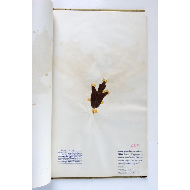 1930s North Carolina Bound Herbarium 34 Pressed Botanical Specimens For Sale - Image 9 of 12