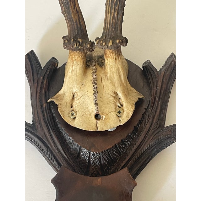 3,Antique Black Forest Deer Antlers Trophies 1910 on Carved Mounts For Sale - Image 4 of 5