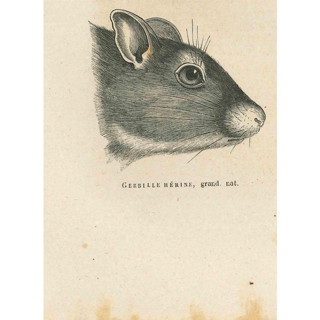 Gerbil is an original lithograph on ivory-colored paper, realized by Paul Gervais (1816-1879). The artwork is from The...
