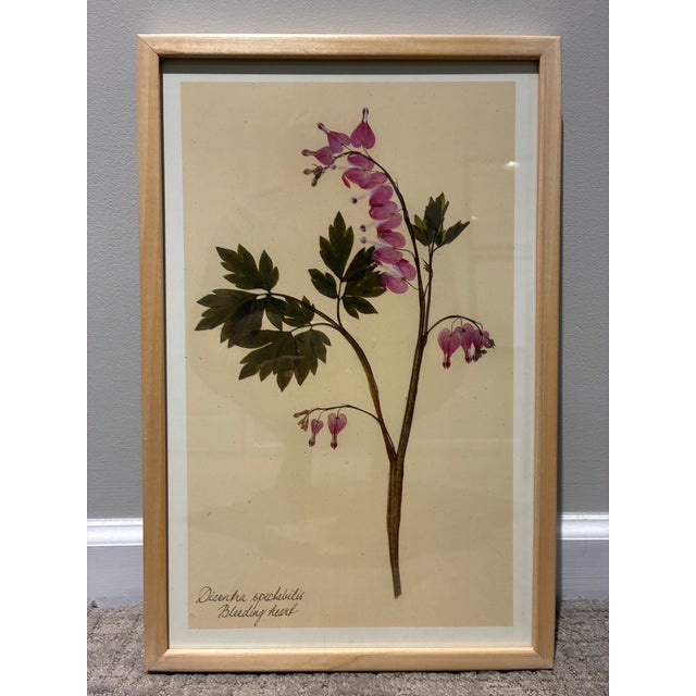 Pair of Kristina Fine Botanical Floral Prints – Golden Chain & Bleeding Heart, Framed For Sale - Image 4 of 7