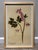 Pair of Kristina Fine Botanical Floral Prints – Golden Chain & Bleeding Heart, Framed For Sale - Image 4 of 7