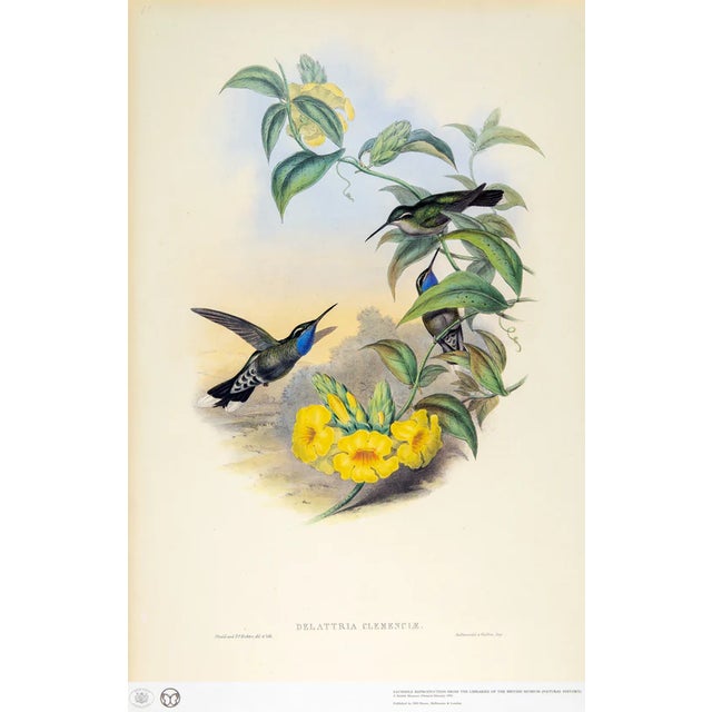 This is a special-edition facsimile of the Blue-Throated Cazique or Delattria Clemenciae (Plate 60) from Volume II of A...