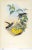 This is a special-edition facsimile of the Blue-Throated Cazique or Delattria Clemenciae (Plate 60) from Volume II of A...