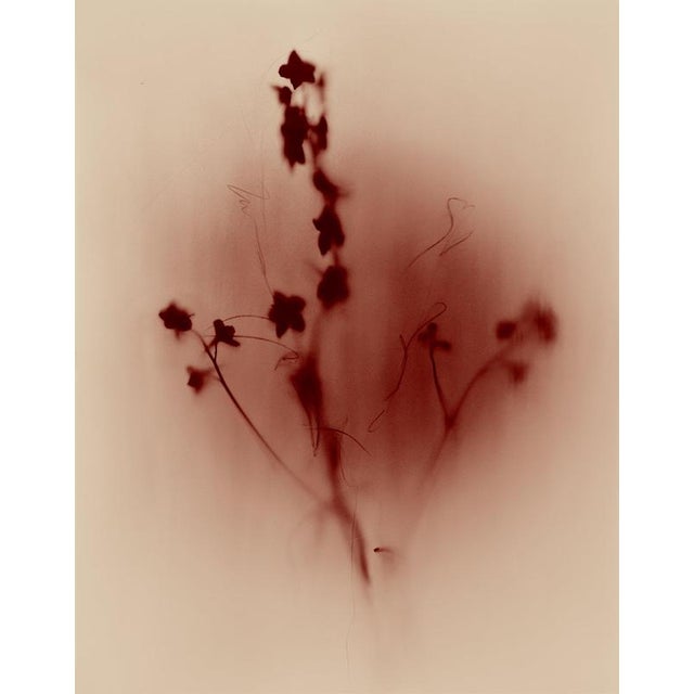 Ugne Pouwell, Vestige Abstract Expression Edition of 20, Photograph For Sale - Image 3 of 3
