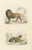 Buffon, Images on One Sheet of a Lion and Lioness, 1839, Print For Sale - Image 3 of 6