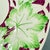 Wedgwood Hand Painted Burgundy & Green Leaf Plates, Set of 10 For Sale In Philadelphia - Image 6 of 13