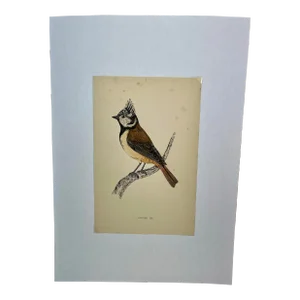 Antique Hand Tinted Bird Print From England Featuring a Crested Tit - Circa 1880
