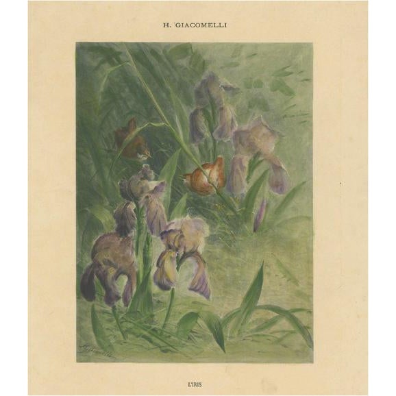 Paper Giacomelli, Delicate Irises with Birds, 1891, Print For Sale - Image 7 of 7