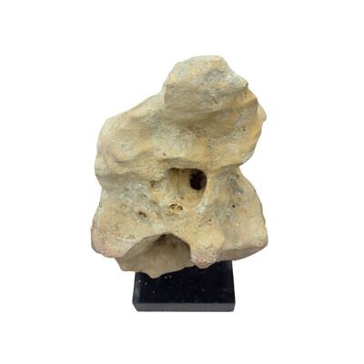 2010s Indonesian Coral Stone On Teak Stand For Sale - Image 5 of 5