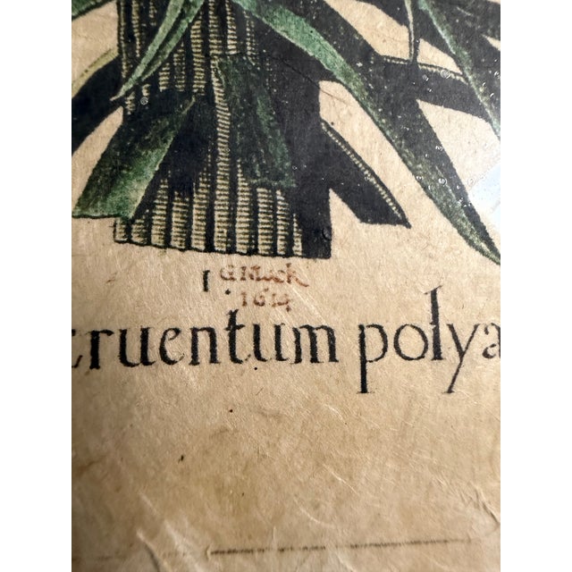 Art Deco Hortus Eystettensis by the German Apothecary and Botanist Basilius Besler 1614 For Sale - Image 3 of 7