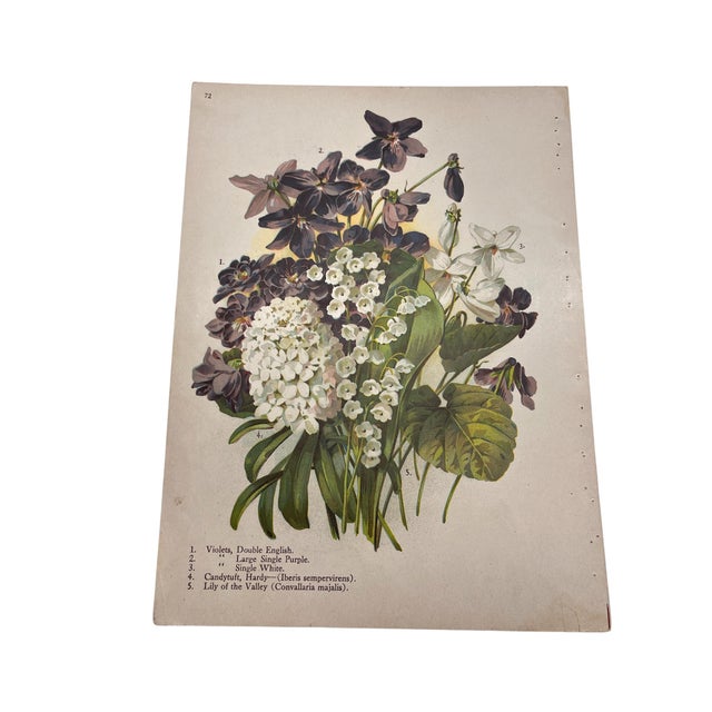 Late 19th Century Antique Botanical Phlox Print For Sale - Image 5 of 8
