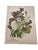 Late 19th Century Antique Botanical Phlox Print For Sale - Image 5 of 8
