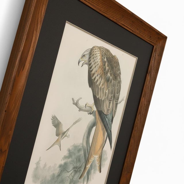 19th-Century Original John Gould Red Kite | Hand-Colored Bird of Prey Lithograph For Sale - Image 10 of 12