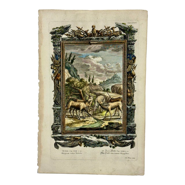 Antelopes Original Print by Johann Jakob Scheuchzer, 1731 For Sale