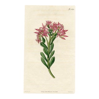 1823, Stonecrop Botanical Print, Curtis's Botanical Magazine, Original Antique Botanical Print, Engraving, England For Sale