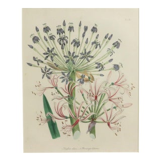 Jane Wells Loudon Botanical Prints For Sale