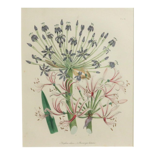 Victorian Blooms: Pair of Botanical Prints by Jane Wells Loudon, Plates 11 & 31, Circa 1843 This exquisite pair of hand-...