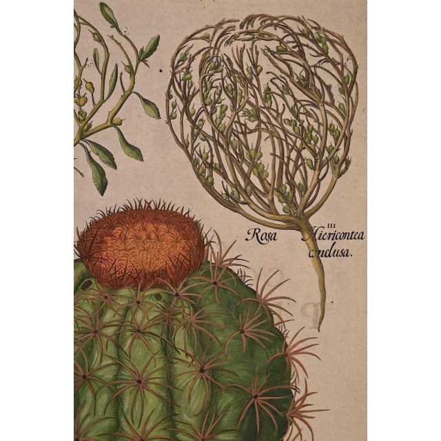 Realism Basilius Besler Cactus & Rose of Jericho Plants: A Besler Hand-colored Botanical Engraving, 1713 For Sale - Image 3 of 6