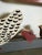 Folk Art Pennsylvania Primitive Whimsy Hand Painted Chickens Folk Art Plymouth Barred Rocks For Sale - Image 3 of 7