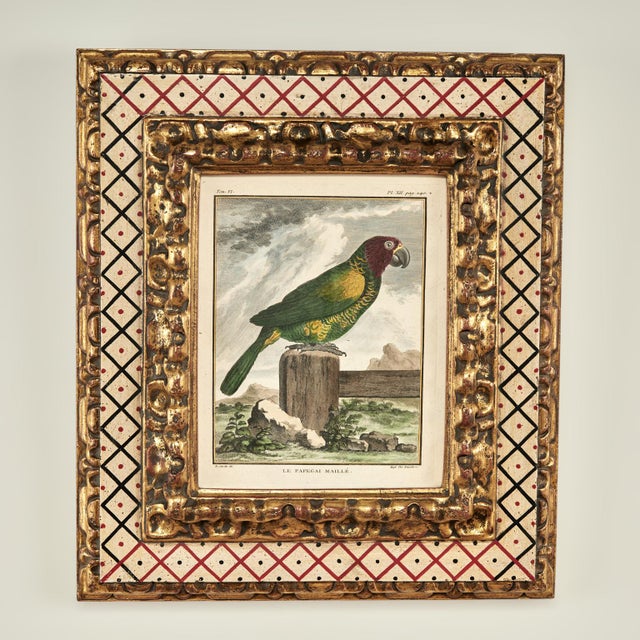 Antique Set of Eight Hand Colored Parrot Engravings For Sale - Image 14 of 18