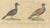 Early 19th Century Karl Joseph Brodtmann, Game Birds & Bustard, 1816, Lithograph For Sale - Image 5 of 9
