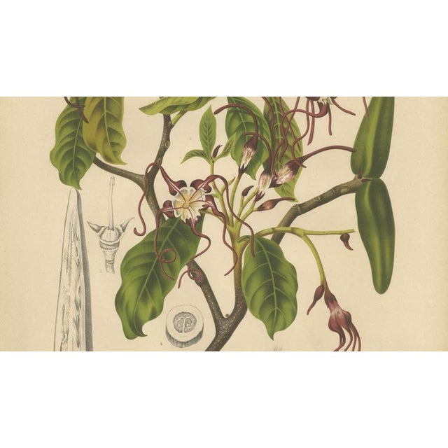 Berthe Hoola van Nooten, Poison Arrow Vine, 1880, Chromolithograph For Sale - Image 5 of 9