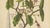 Berthe Hoola van Nooten, Poison Arrow Vine, 1880, Chromolithograph For Sale - Image 5 of 9
