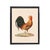 Ships in 1 – 3 days. Antique chicken print restored from an 18th century engraving — a striking Gallus gallus domesticus...