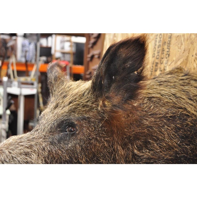 Vintage Wild Boar Head Taxidermy Hog Pig Head Wall Mount Log Cabin Decor For Sale - Image 14 of 18