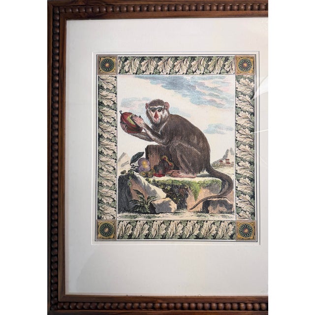 1900 - 1909 Antique Print Hand Colored Lithograph Framed Monkey and Pomegranate 22.4” X 18.4” For Sale - Image 5 of 7