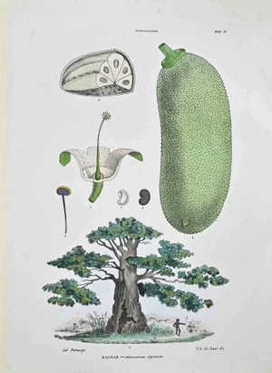 Vincenzo Tenore, The Sterculaceae, Lithograph, 1870s