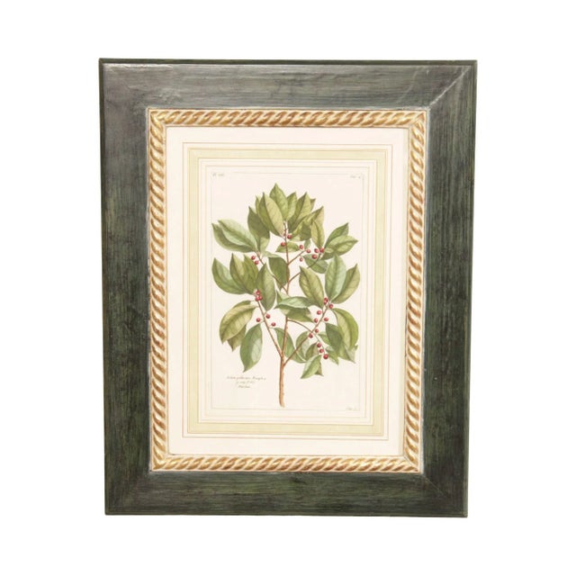 Botanical Illustration Foliate Berry Colored Engraving, Custom Framed For Sale - Image 13 of 13