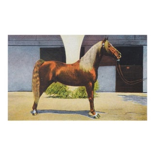 Vintage Kellogg Arabian Horse Antez Postcard Print For Sale