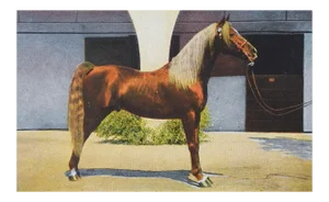 Vintage Kellogg Arabian Horse Antez Postcard Print