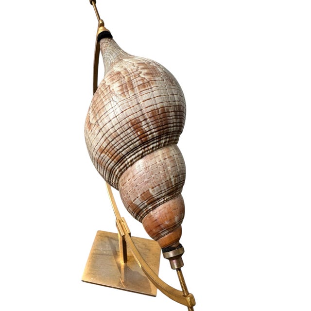Mid-Century Modern Vintage 7-Inch Horse Conch Shell on Rotating Armillary Specimen Stand For Sale - Image 3 of 6