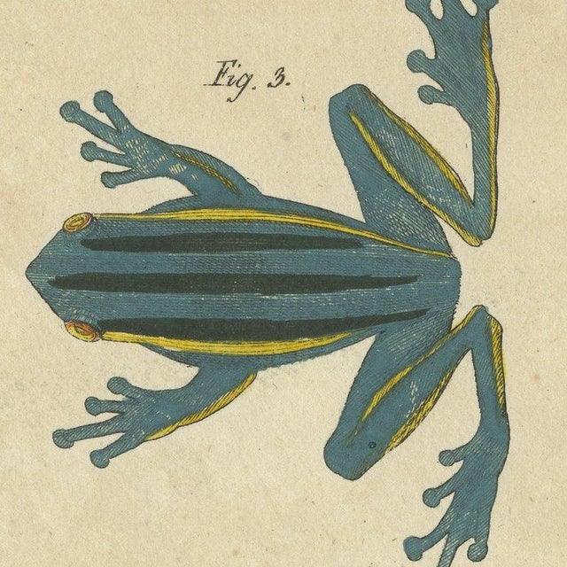 Paper Bertuch, Four Colourful Tree Frogs, 1815, Print For Sale - Image 7 of 12