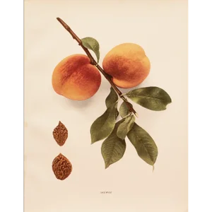 1900s U. P. Hedrick, Original Antique Photogravure of Salwey Peaches