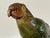 Green Early 20th Century Franz Bergman Cold Painted Bronze Parrot For Sale - Image 8 of 12