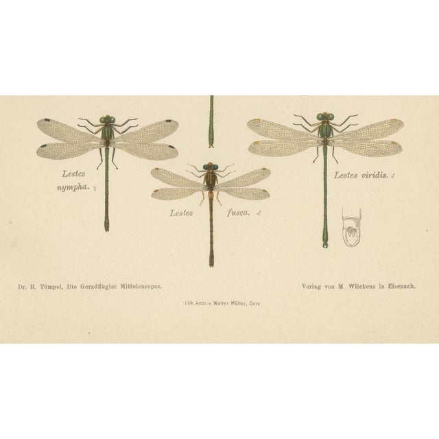 Richard Tümpel, Calopteryx & Lestes Damselfly from Die Geradflügler, 1908, Lithograph For Sale - Image 8 of 10
