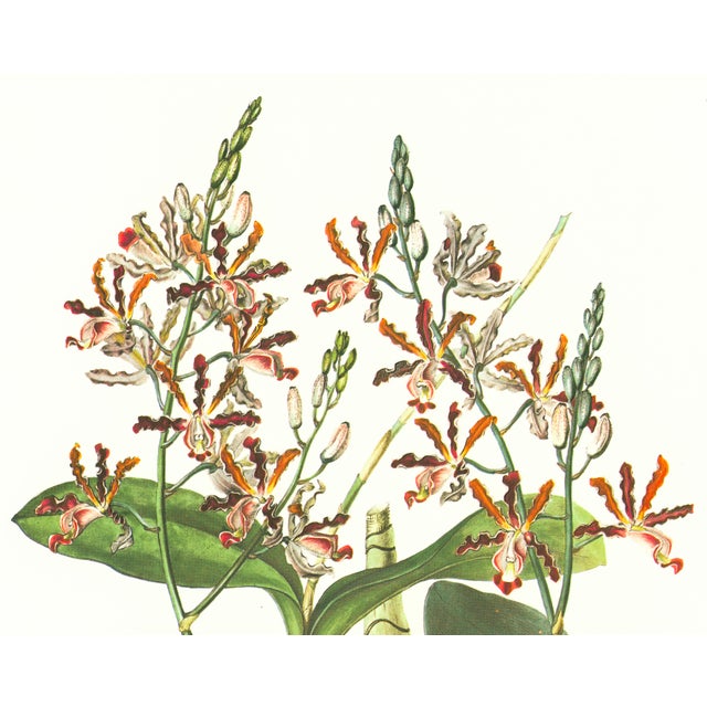 Limited edition reproduction print of one of the most famous botanical works ever produced, "The Orchidaceae of Mexico and...