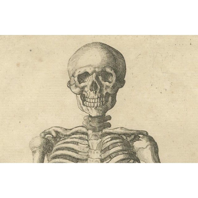 Mid 18th Century Anatomical Skeleton Study, 1745, Paper For Sale - Image 5 of 9