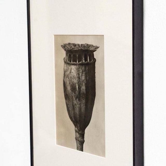 Karl Blossfeldt, Natural Grace, 1942, Photogravure, Framed For Sale - Image 9 of 13