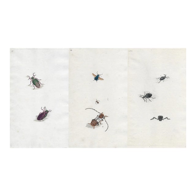 Antique Beetle Engravings - A Set of Three For Sale
