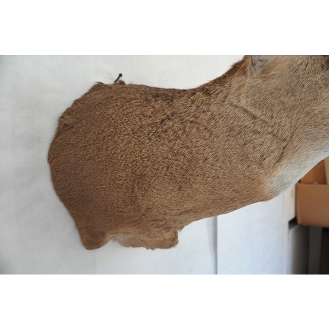 White Tail Deer Head & Shoulder Mount For Sale - Image 15 of 18