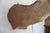White Tail Deer Head & Shoulder Mount For Sale - Image 15 of 18
